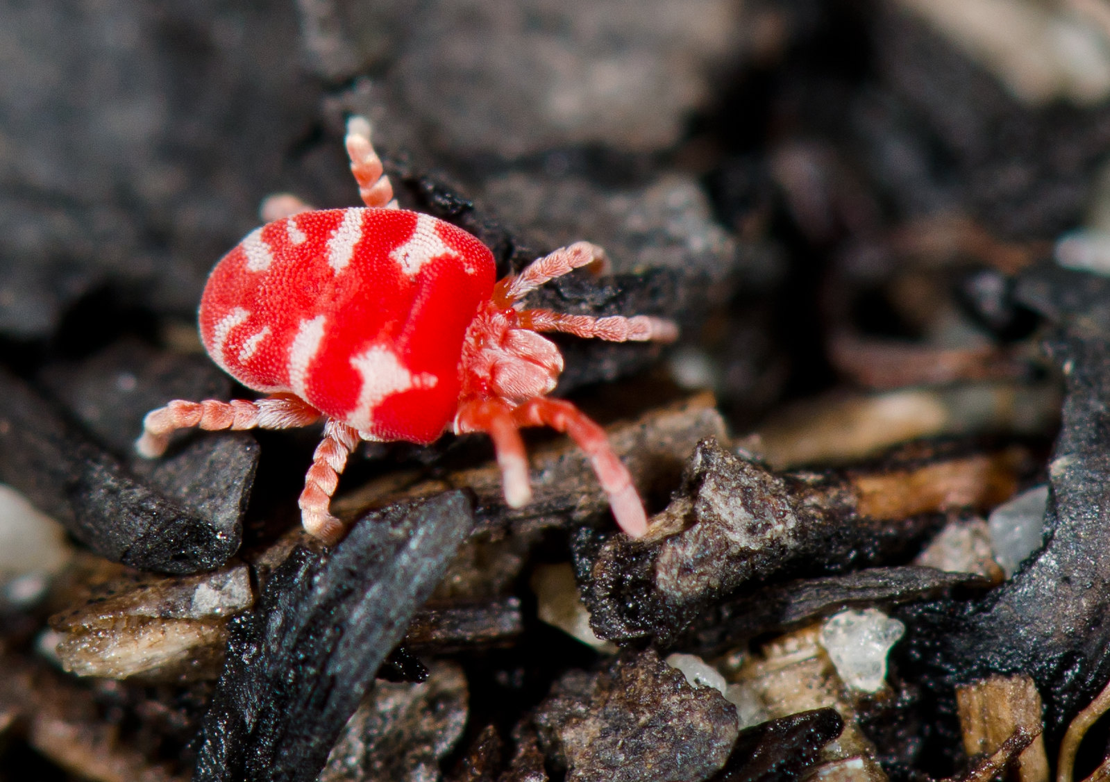 In a mite-y bit of trouble - UQ News - The University of Queensland